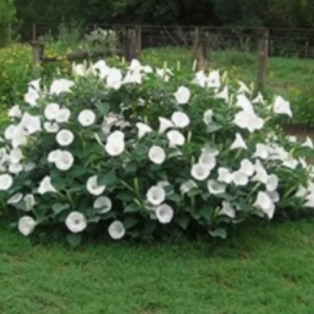 Moonflower Seeds - 25+ seeds per packets - NO OFFER REFUSED